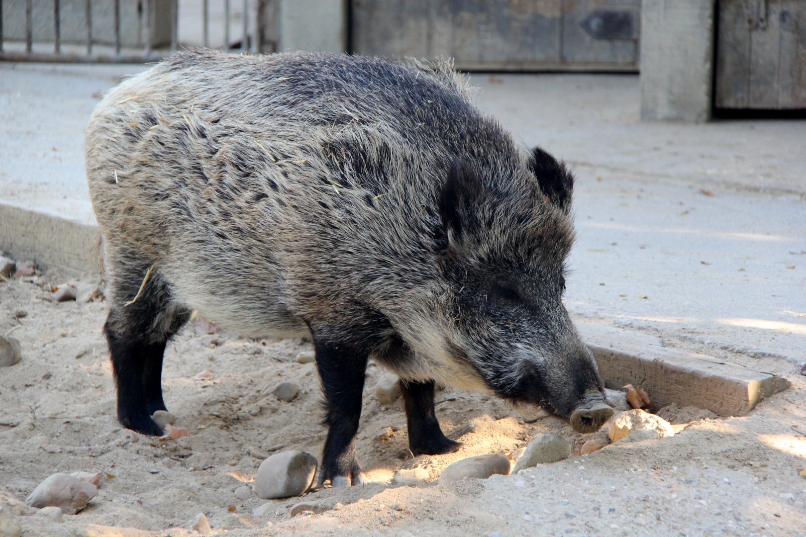 Iberian wild boar (Sus scrofa castillianus)