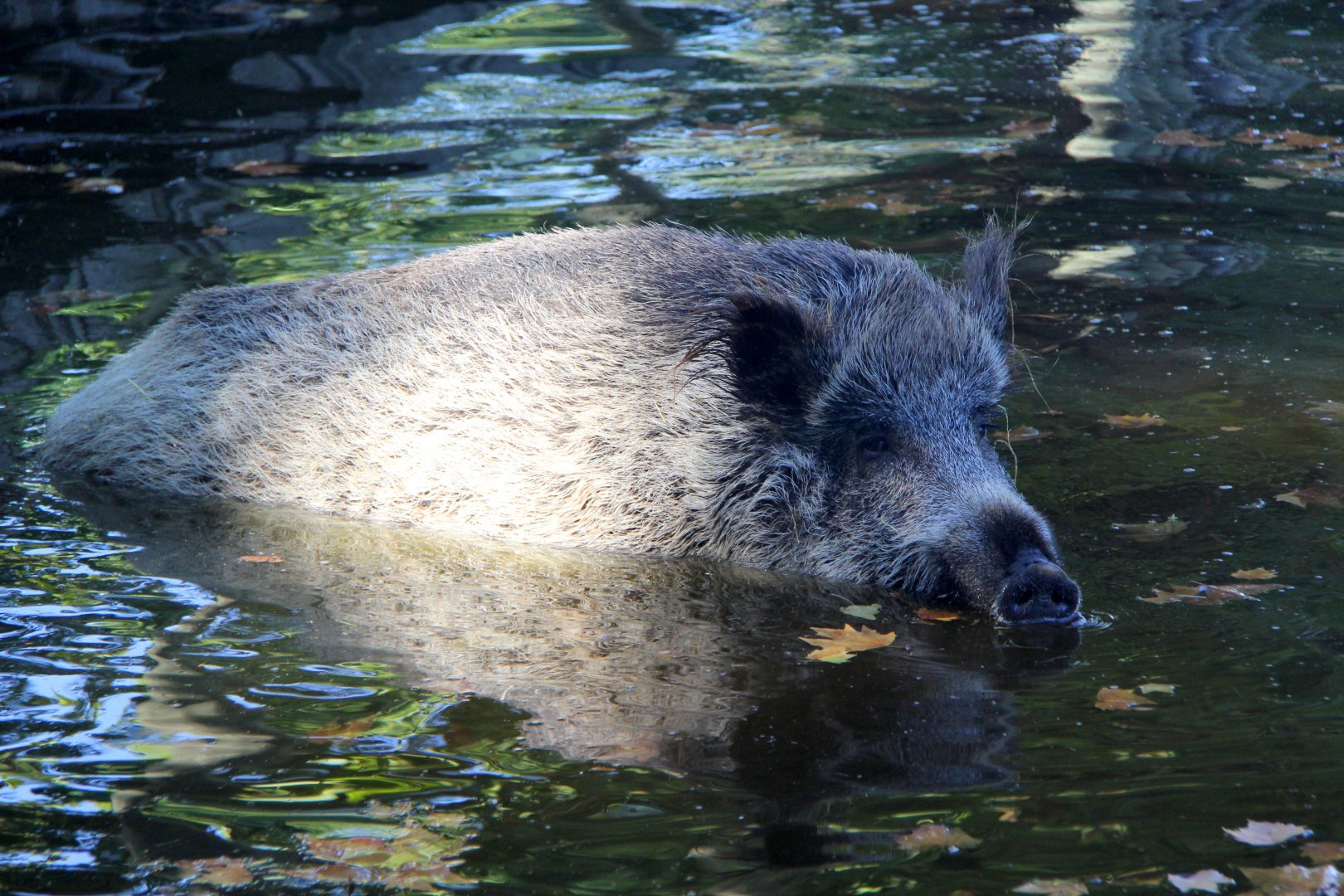 Iberian wild boar (Sus scrofa castillianus)