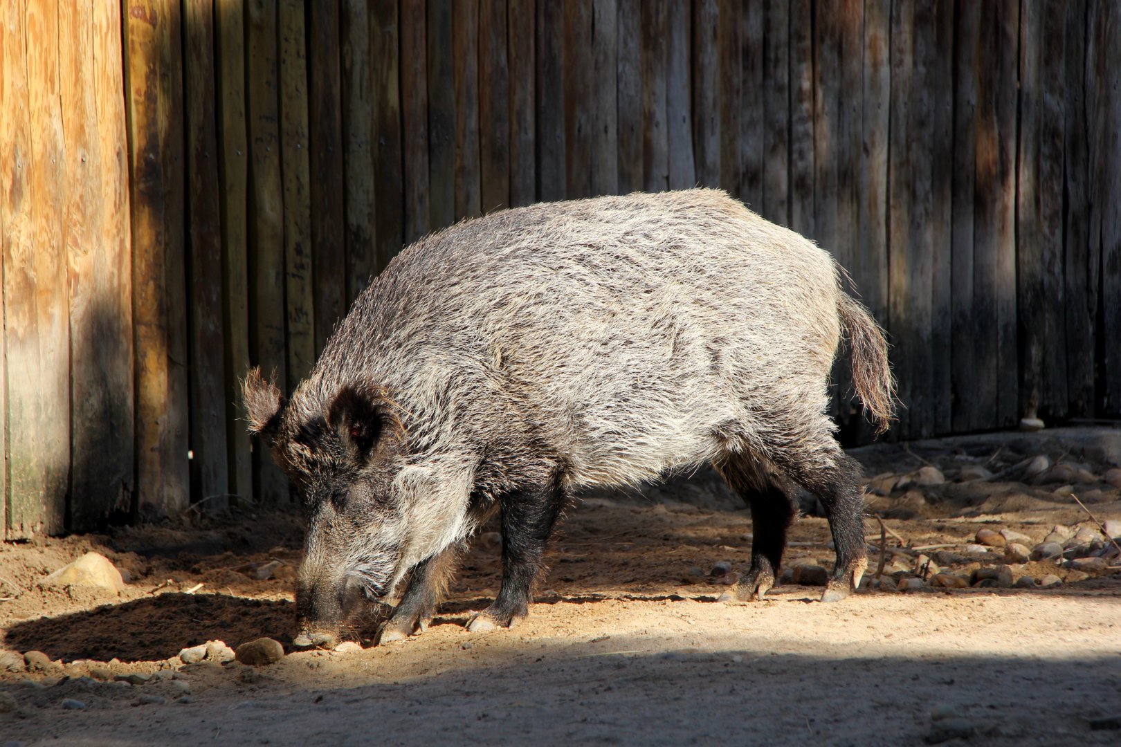 Iberian wild boar (Sus scrofa castillianus)