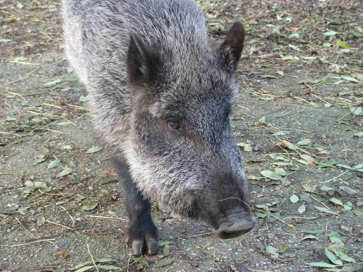 Iberian wild boar -Zoo de Santillana del Mar (2024)