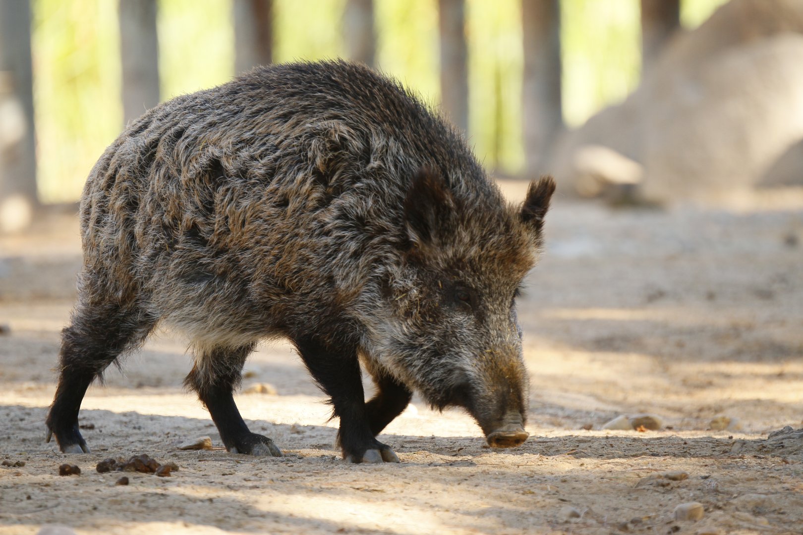 Iberian wild boar