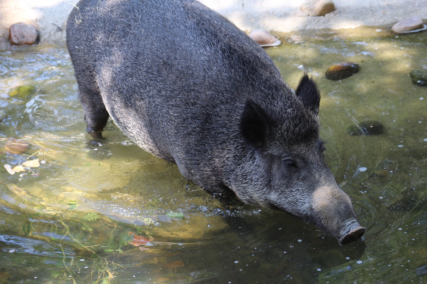 Iberian Wild Boar
