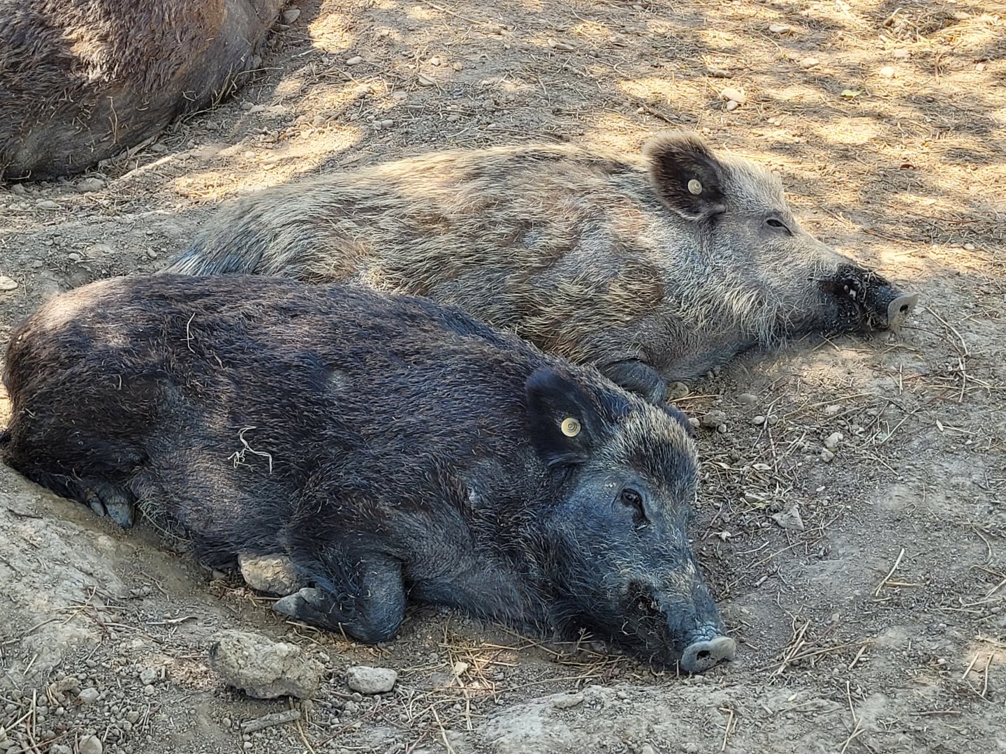 Iberian wild boars -Sendaviva (2024)