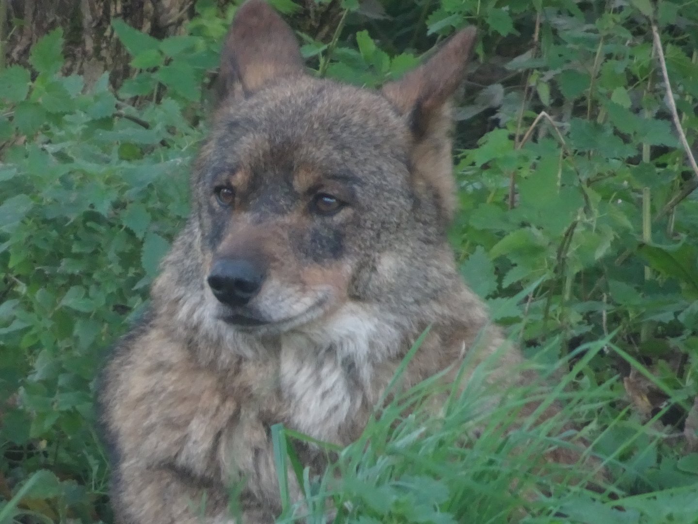 Iberian Wolf 25 October 2025