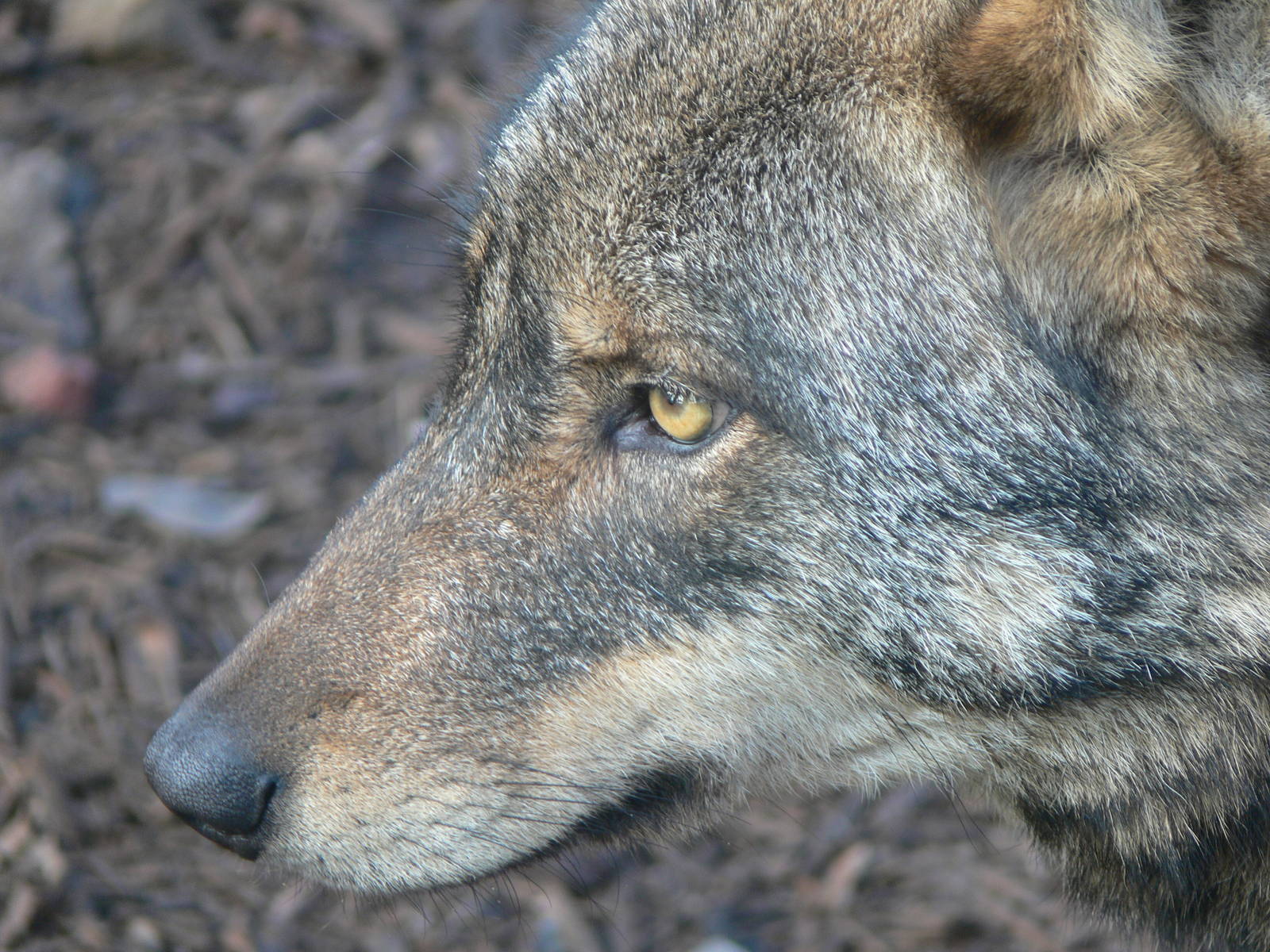 Iberian Wolf at Blackpool Zoo, 09/12/12