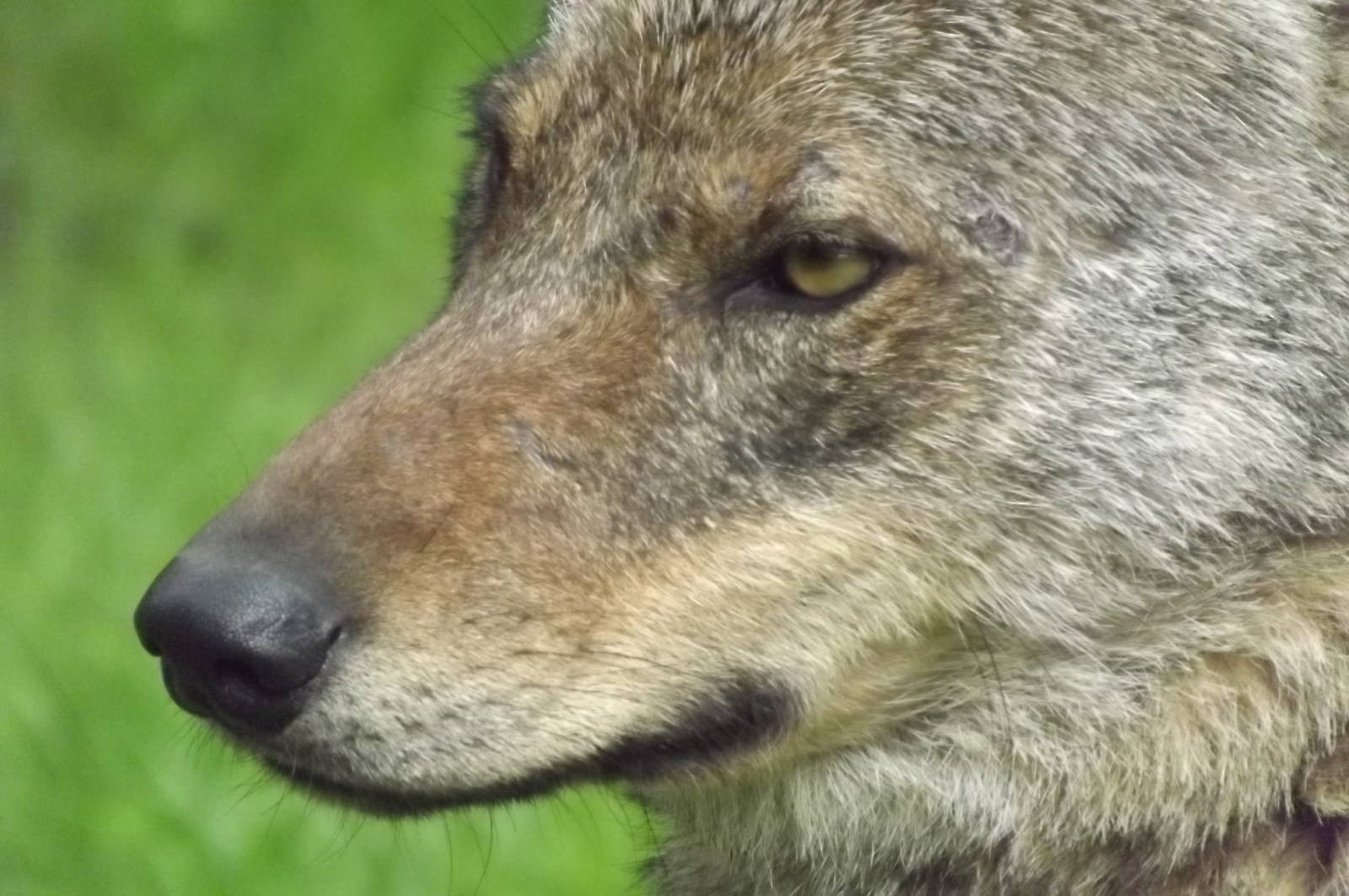 Iberian Wolf at Blackpool Zoo 14/07/12