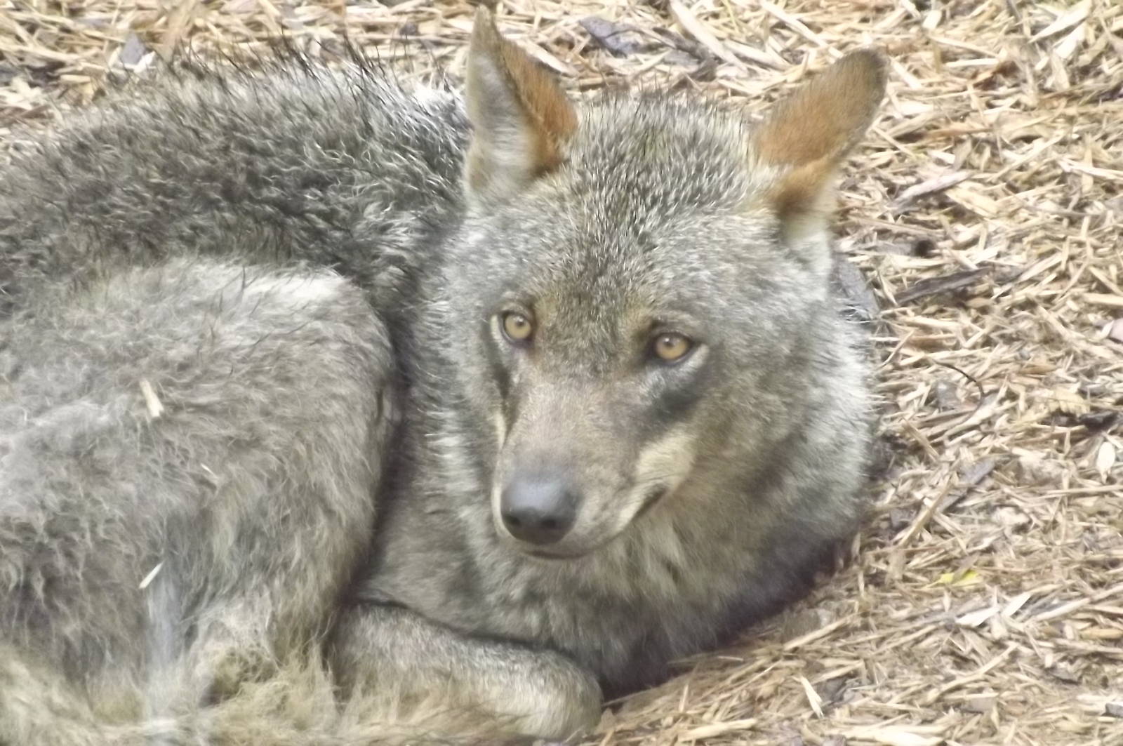 Iberian Wolf at Blackpool Zoo 16/06/12