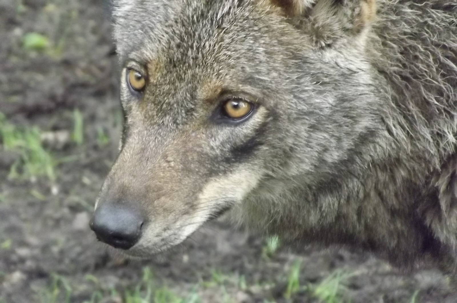 Iberian Wolf at Blackpool Zoo 16/06/12