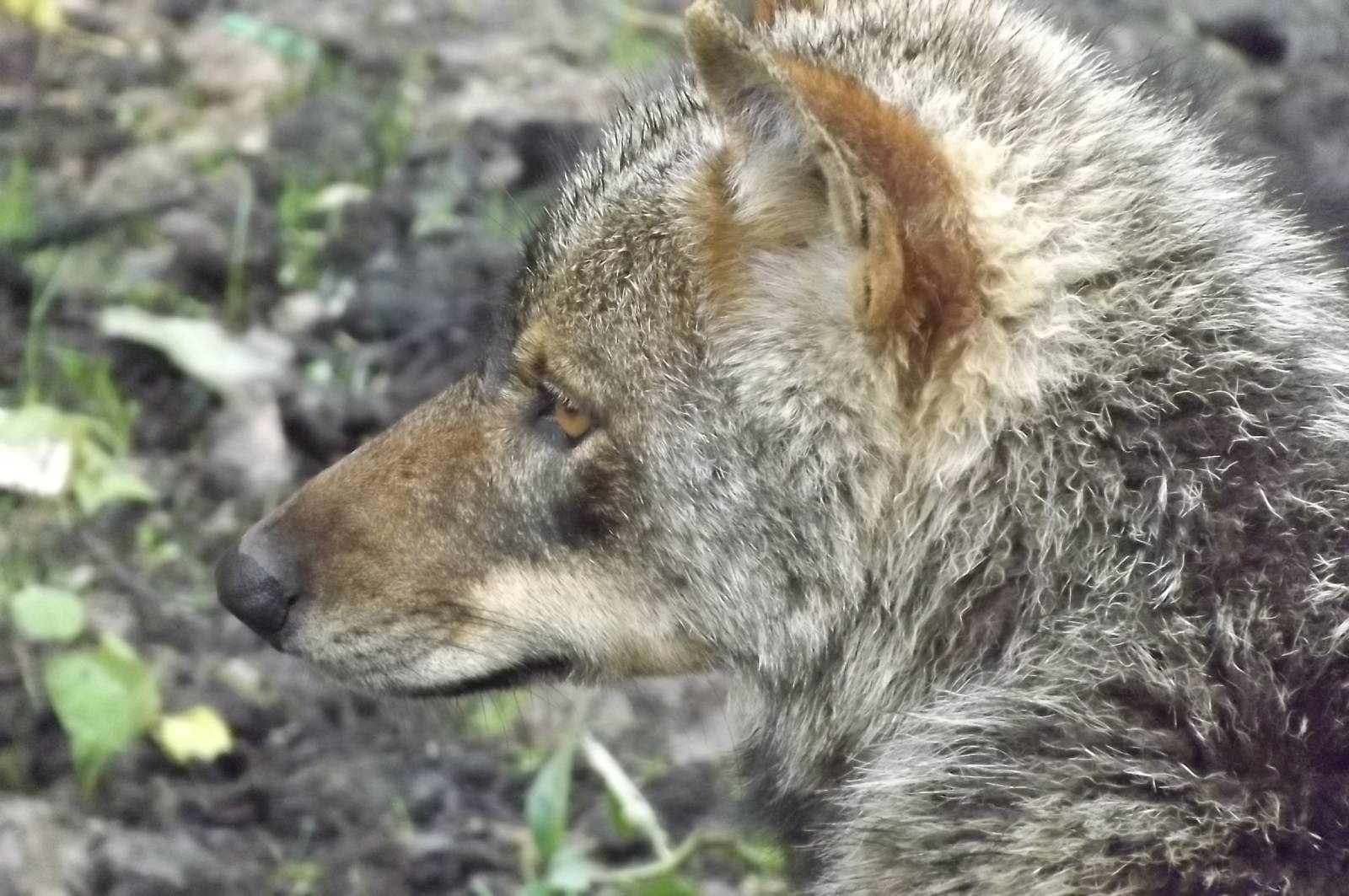 Iberian Wolf at Blackpool Zoo 16/06/12