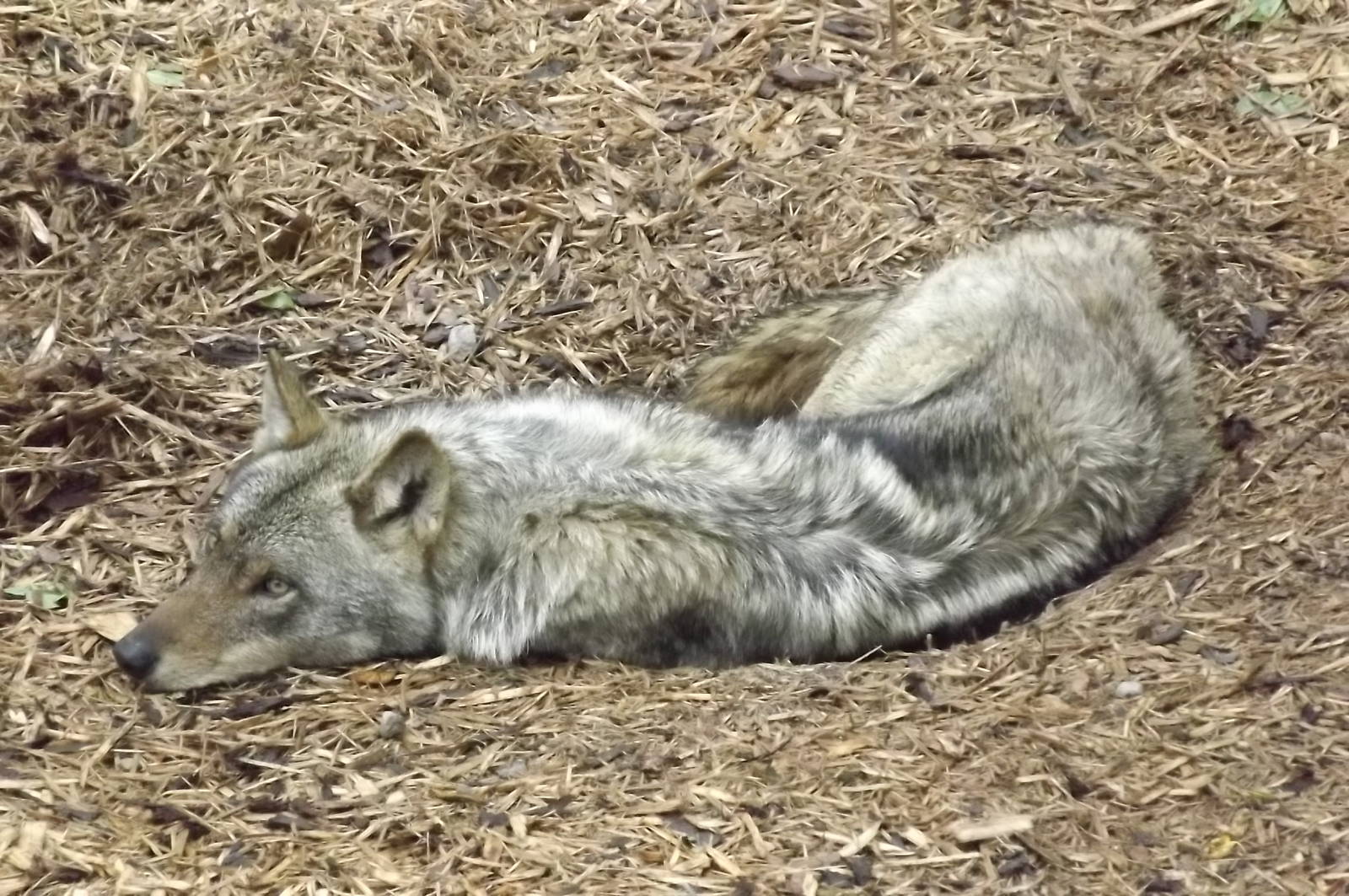 Iberian Wolf at Blackpool Zoo 16/06/12