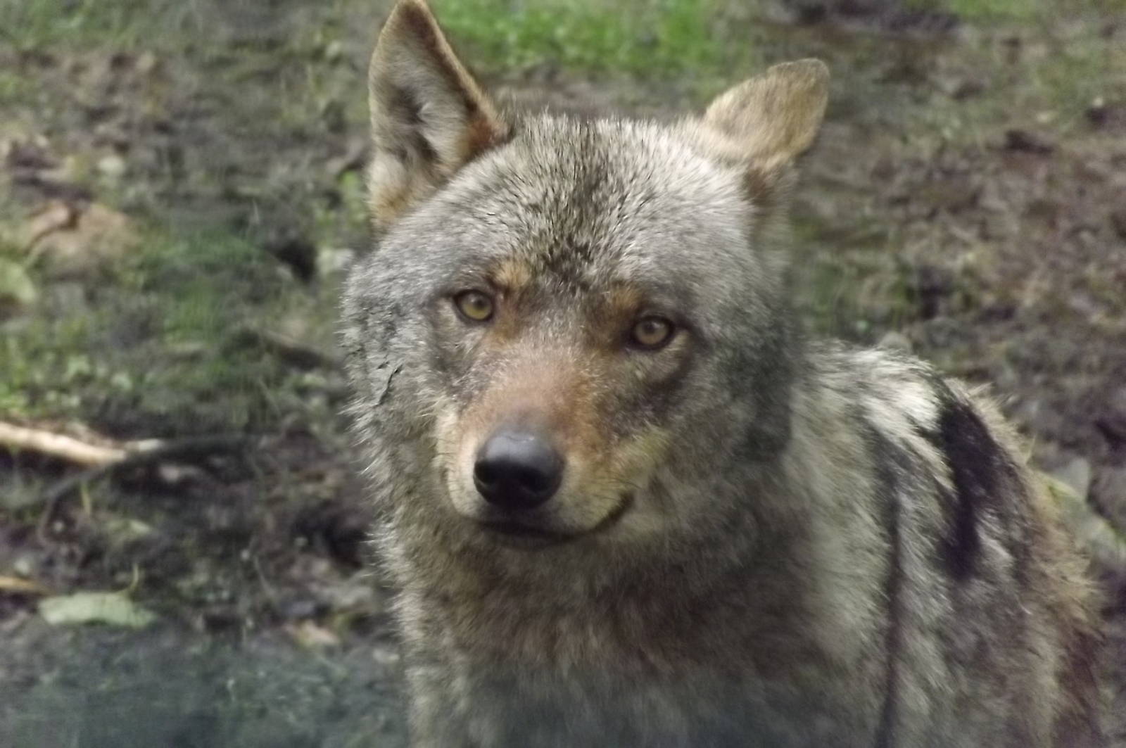 Iberian Wolf at Blackpool Zoo 16/06/12