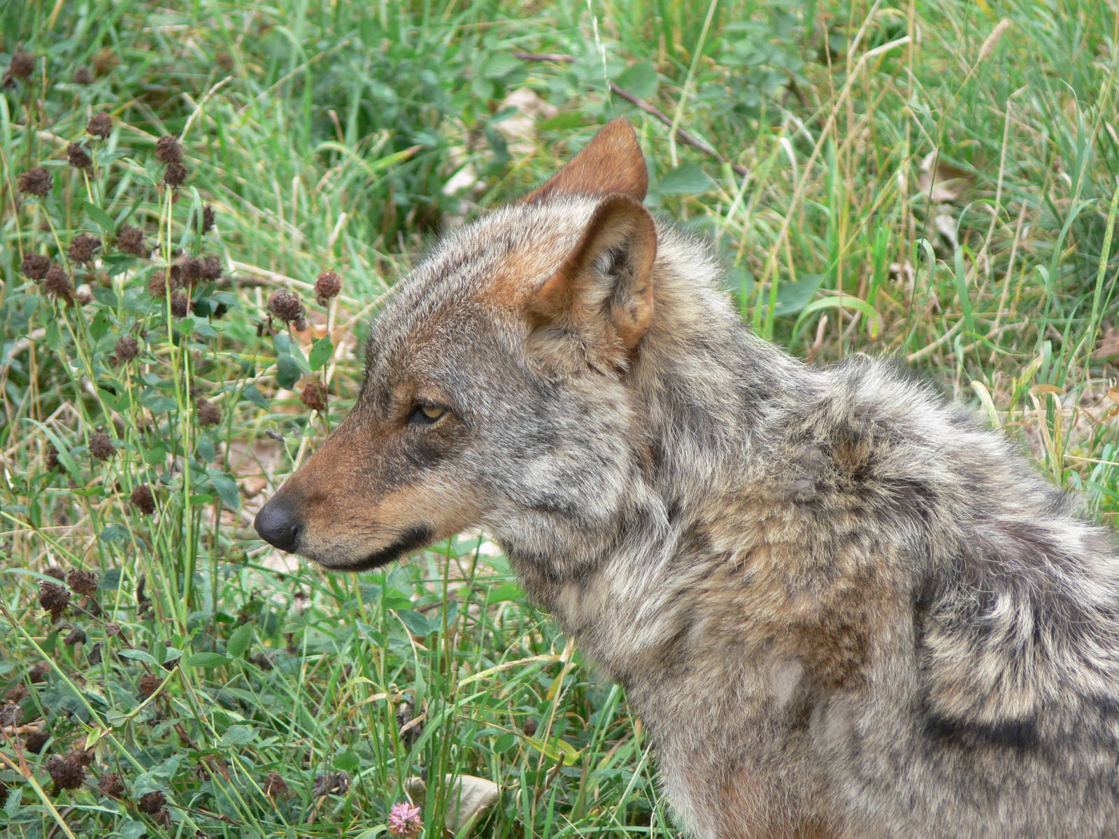 Iberian Wolf at Blackpool Zoo, 16/08/14