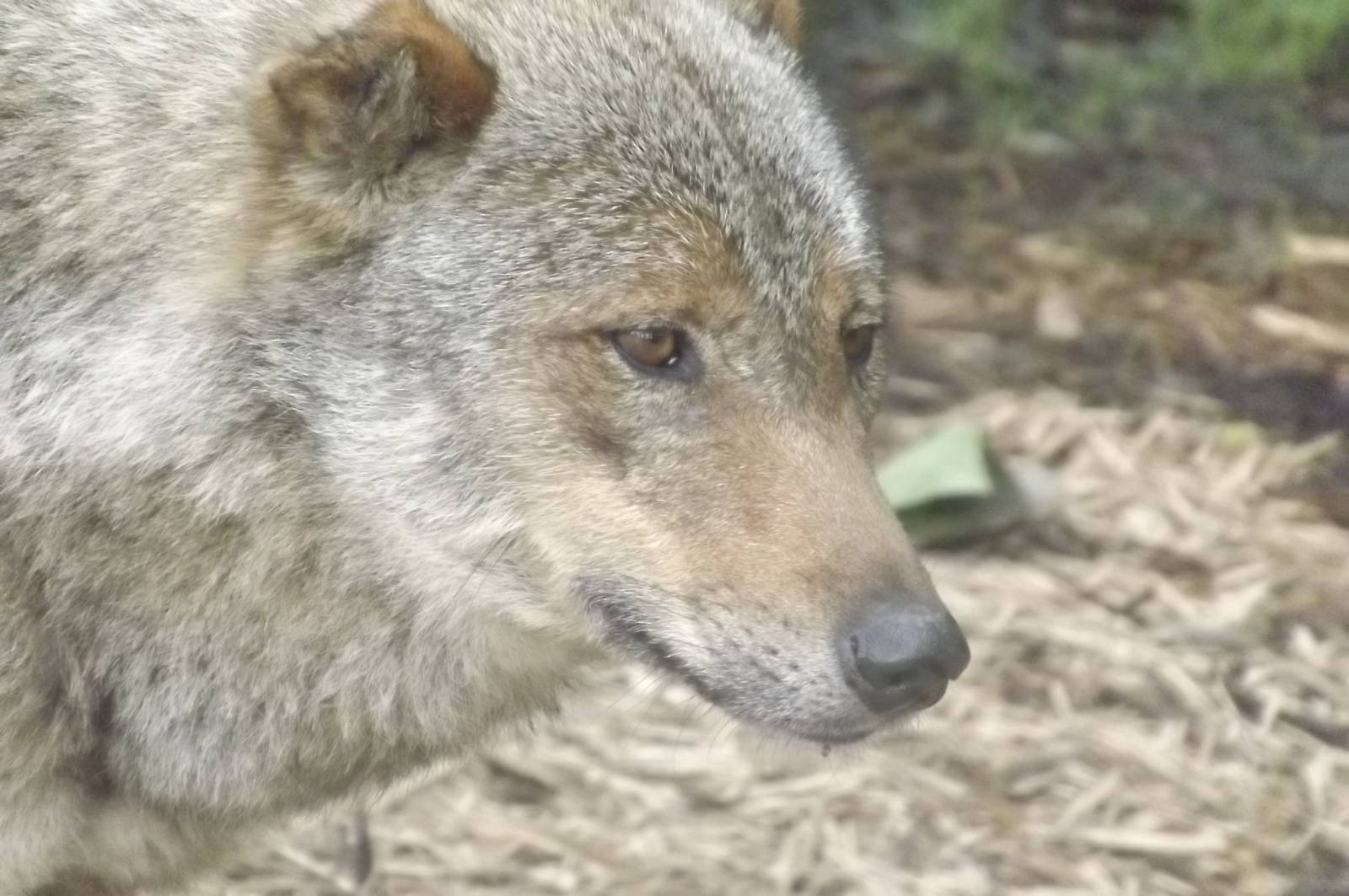 Iberian Wolf at Blackpool Zoo 17/06/12