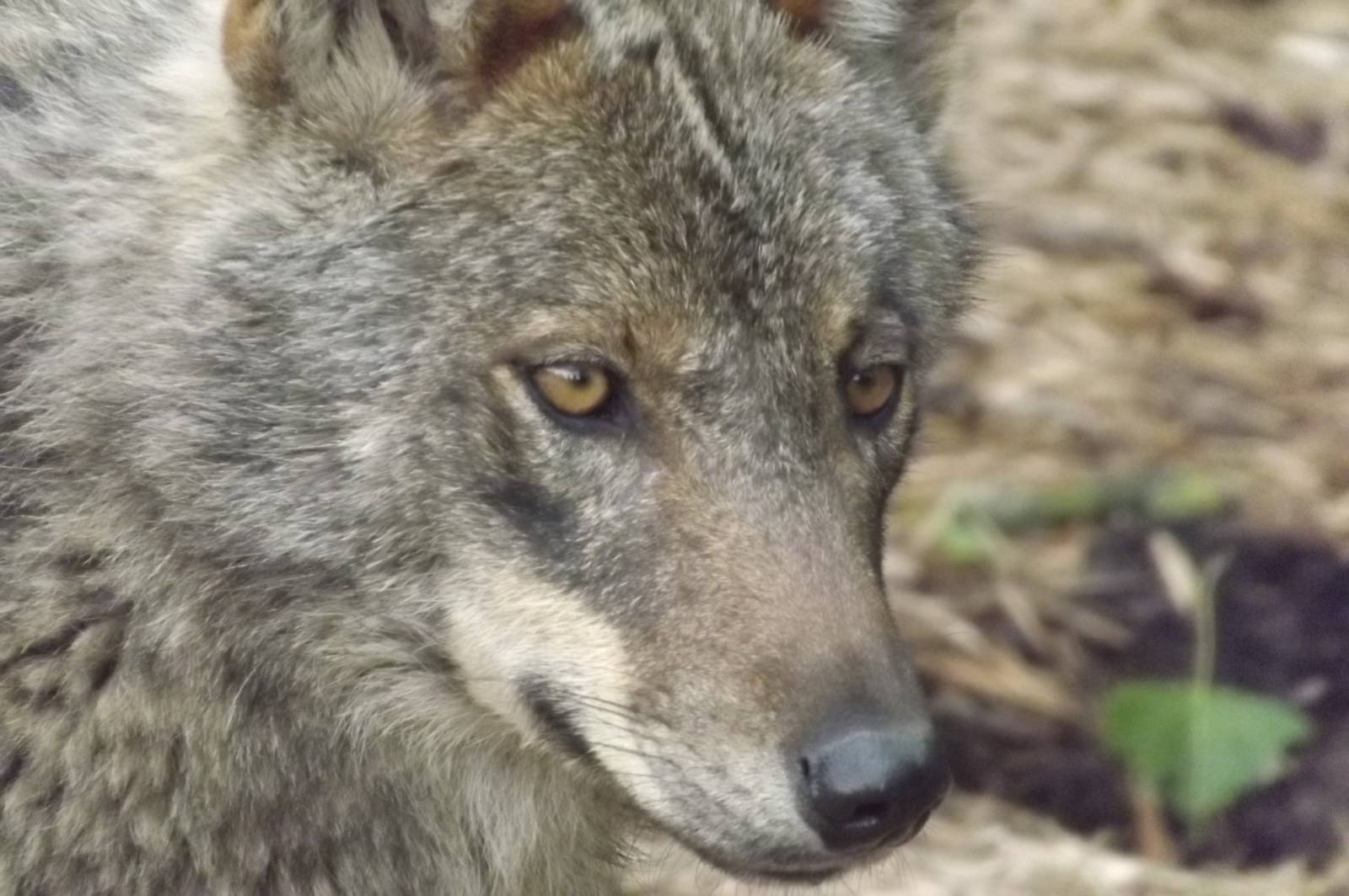 Iberian Wolf at Blackpool Zoo 17/06/12