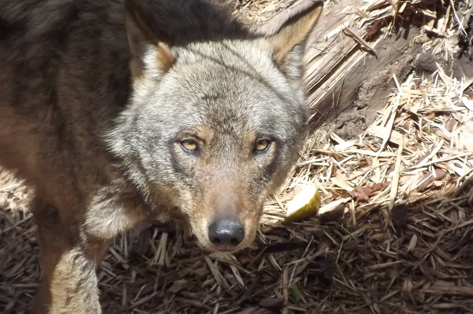 Iberian Wolf at Blackpool Zoo 17/06/12