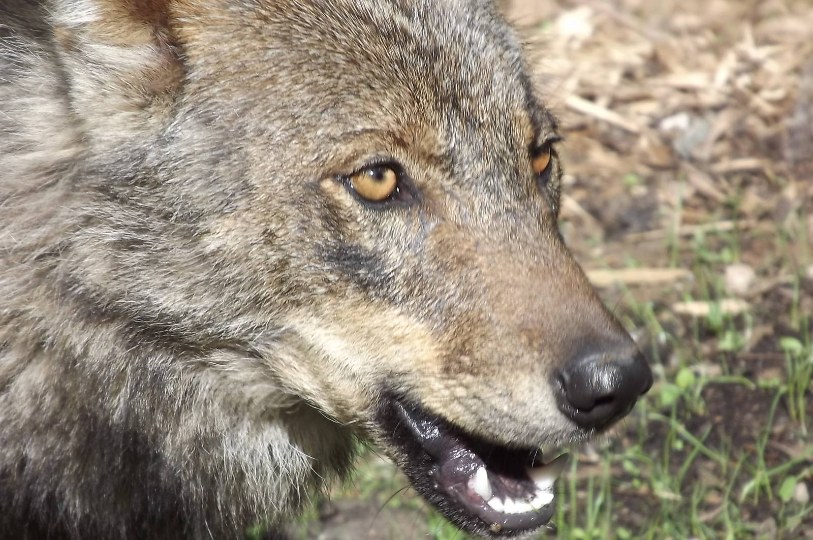 Iberian Wolf at Blackpool Zoo 17/06/12