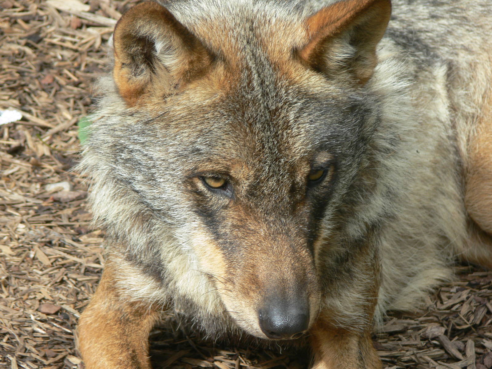 Iberian Wolf at Blackpool Zoo, 18/08/13