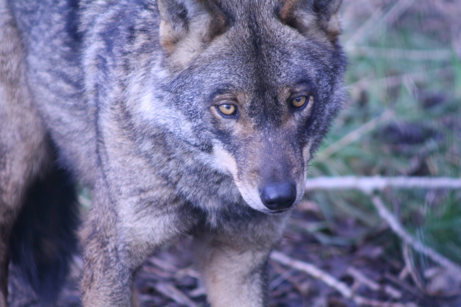 Iberian Wolf at Blackpool Zoo, 20/02/14