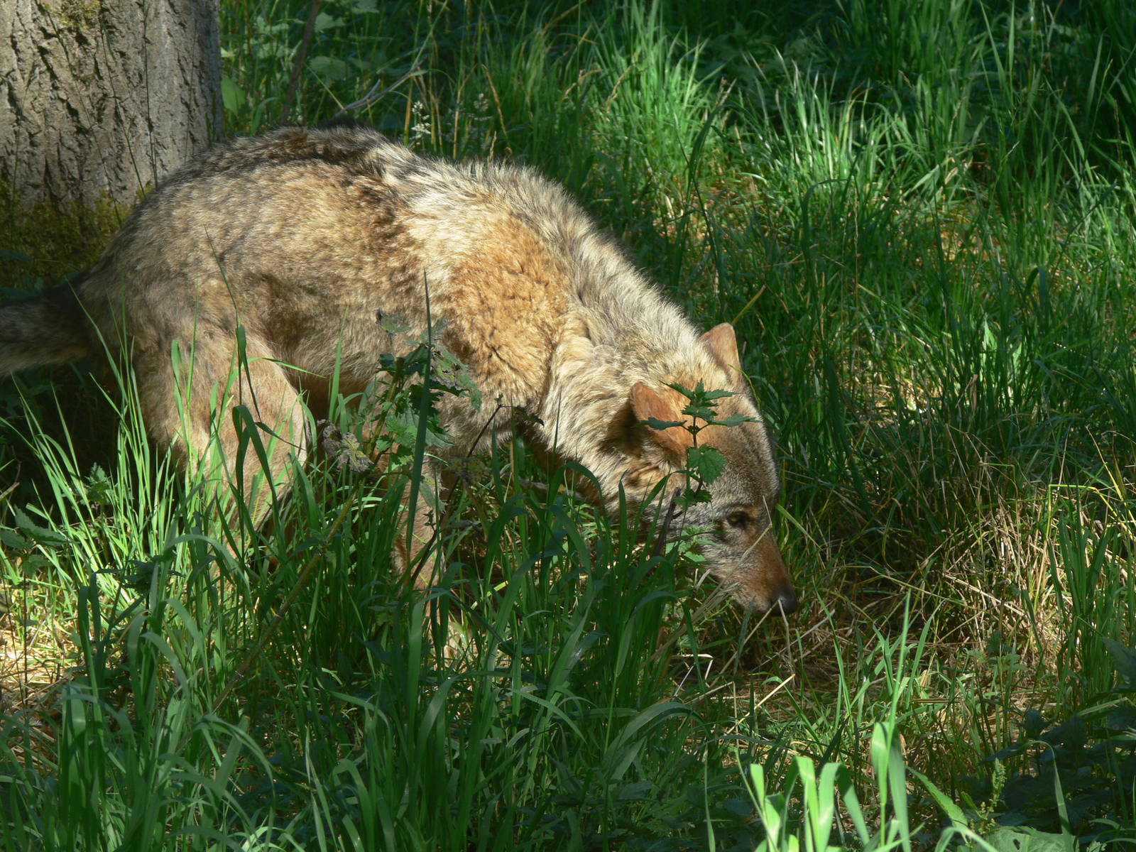 Iberian Wolf at Blackpool Zoo, 29/06/14