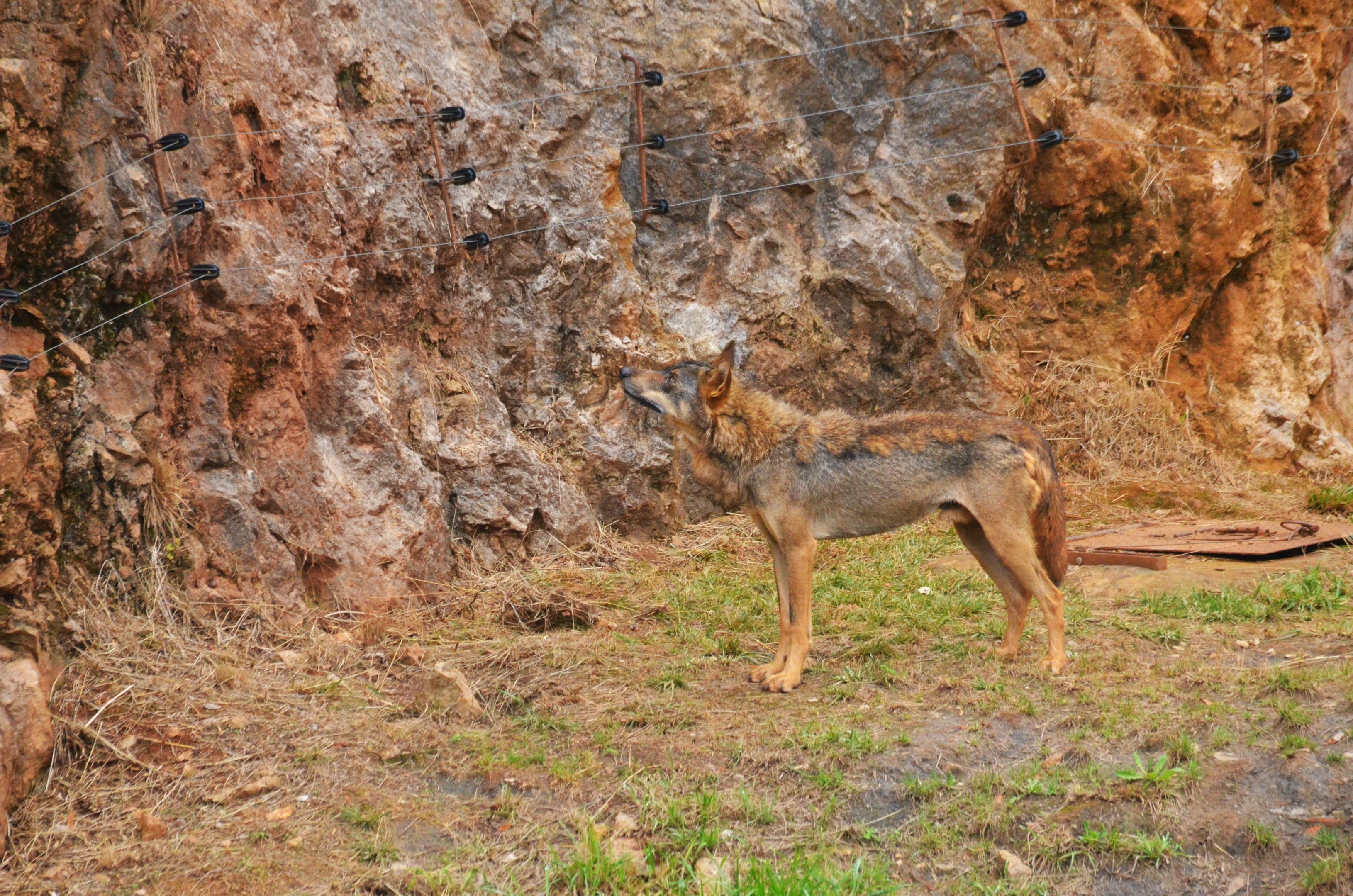 Iberian Wolf at Cabarceno, 08/07/17