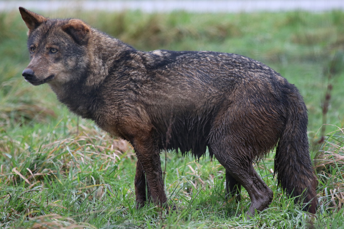 Iberian Wolf at Knowsley Safari 23rd December 2020