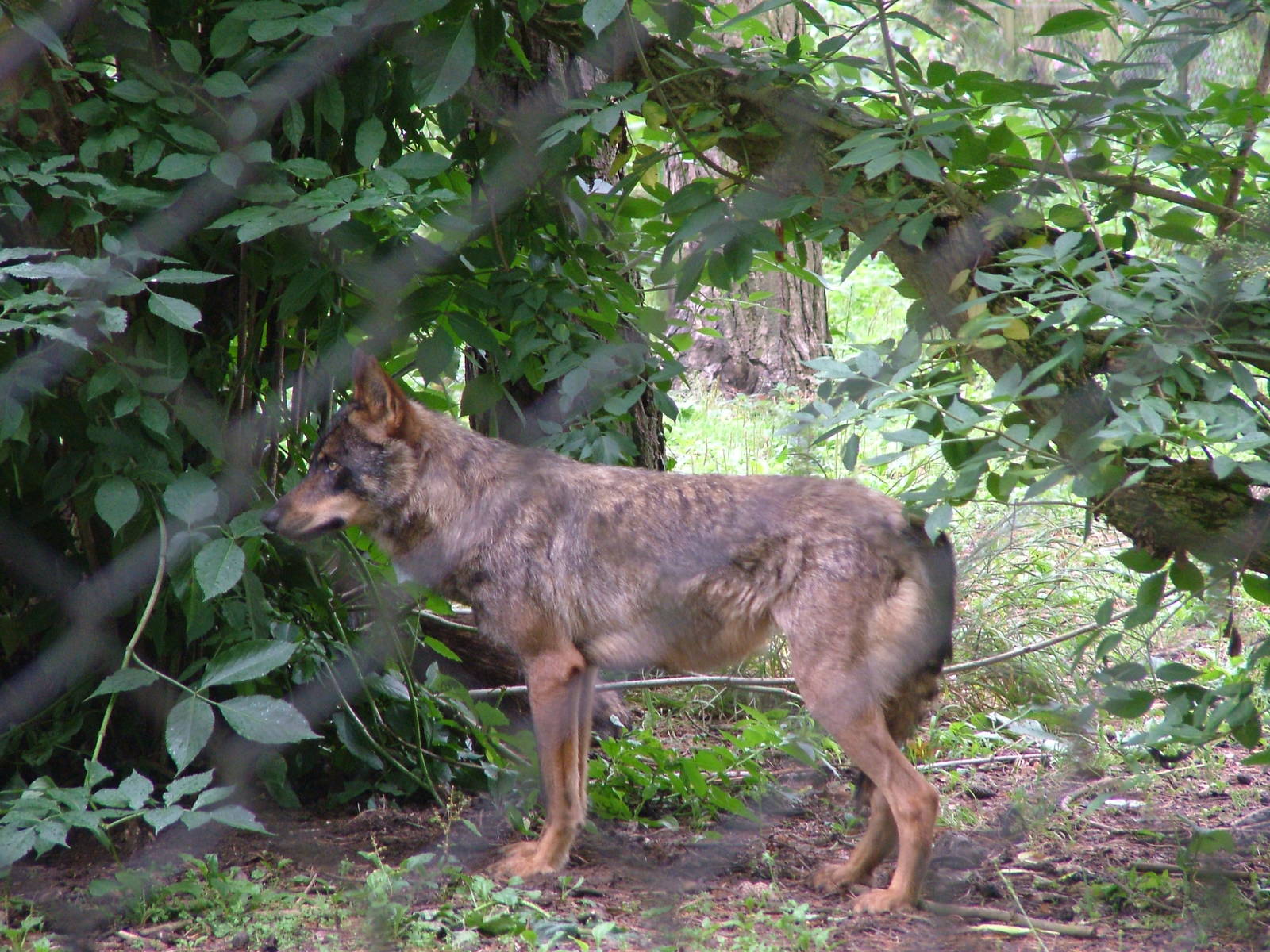 Iberian Wolf at Port Lympne, 01/08/10