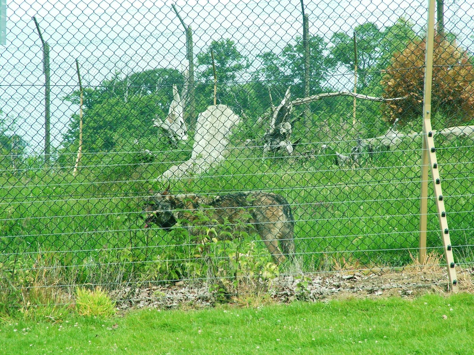 Iberian Wolf at Woburn, 20/06/10