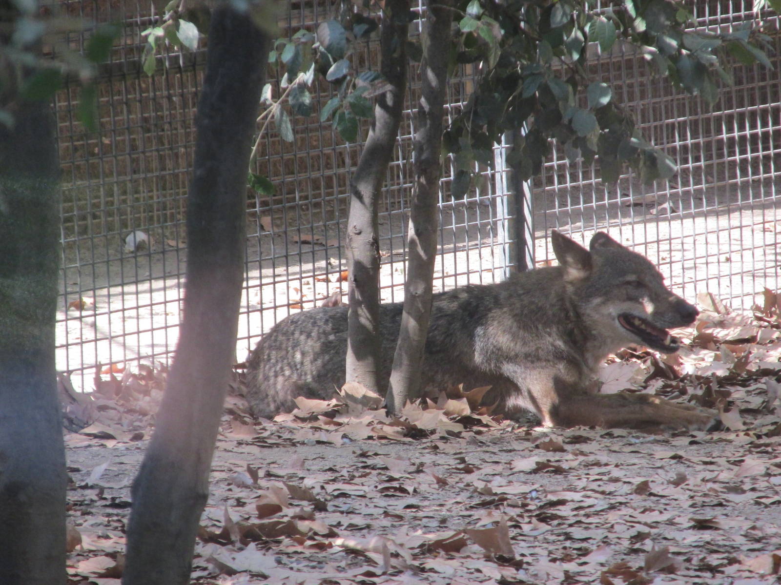 iberian wolf barcelona zoo