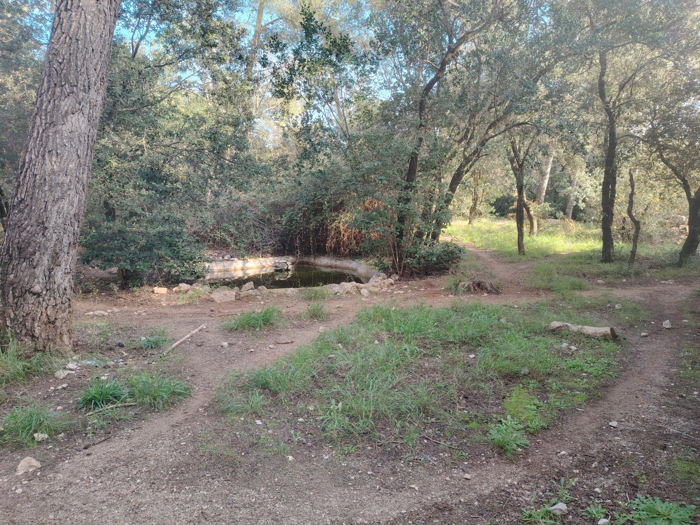 Iberian wolf (Canis lupus signatus) Exhibit