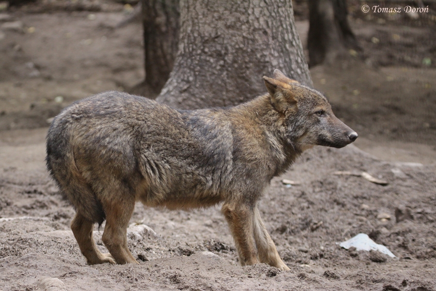 Iberian Wolf (Canis lupus signatus)