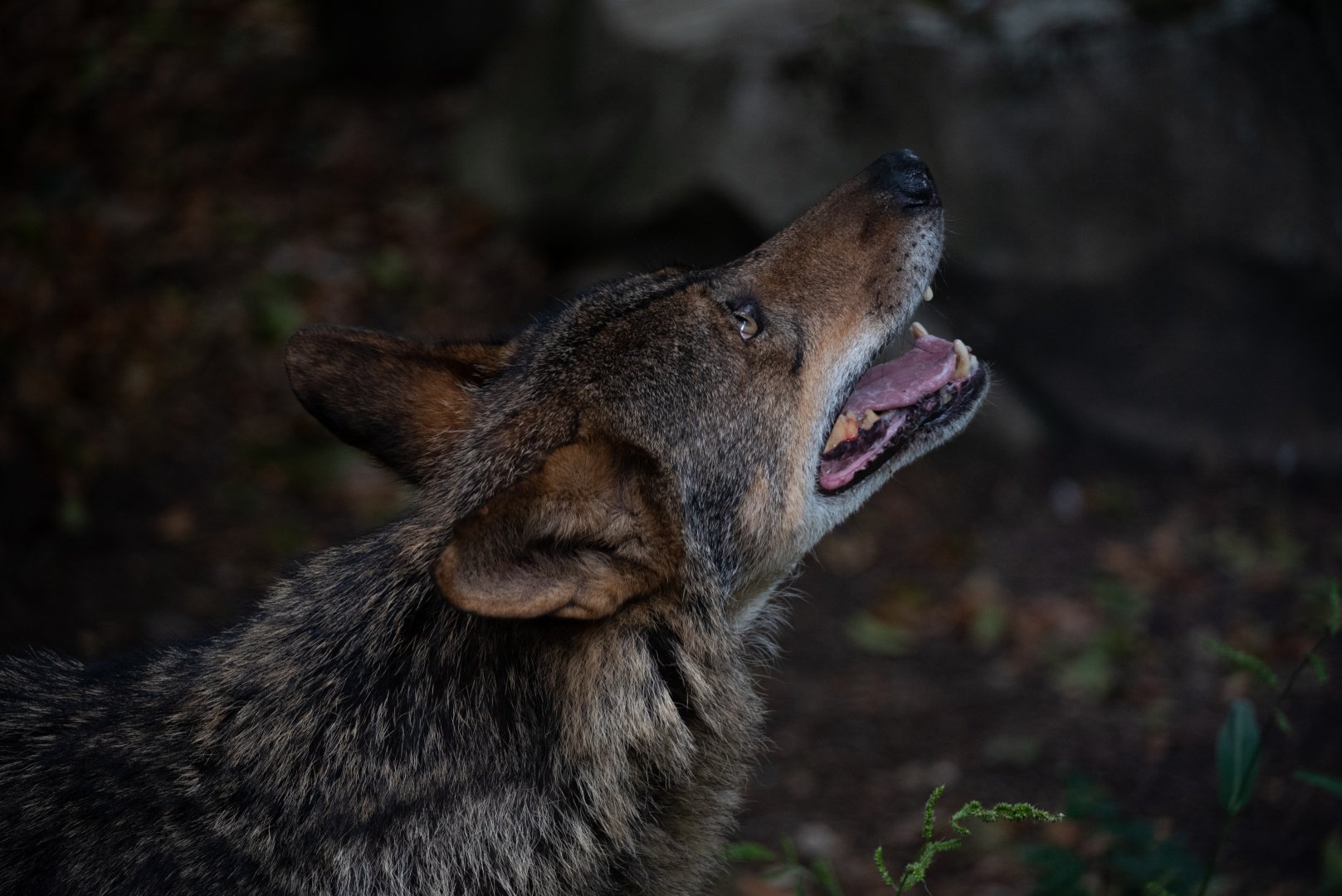 Iberian wolf - Canis lupus signatus