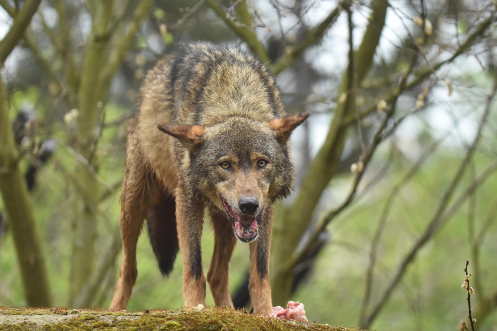 Iberian wolf (Canis lupus signatus)