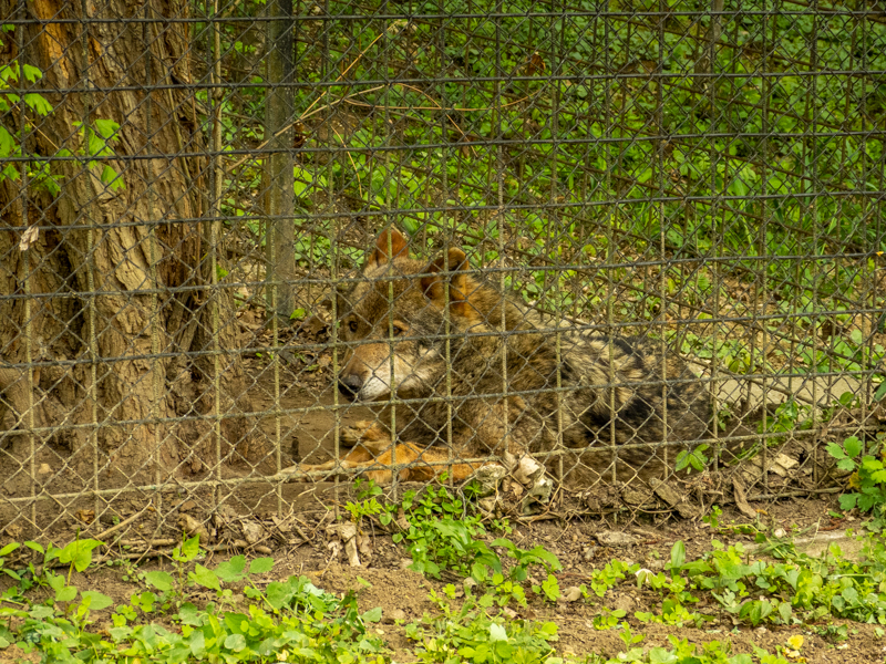 Iberian wolf (Canis lupus signatus)