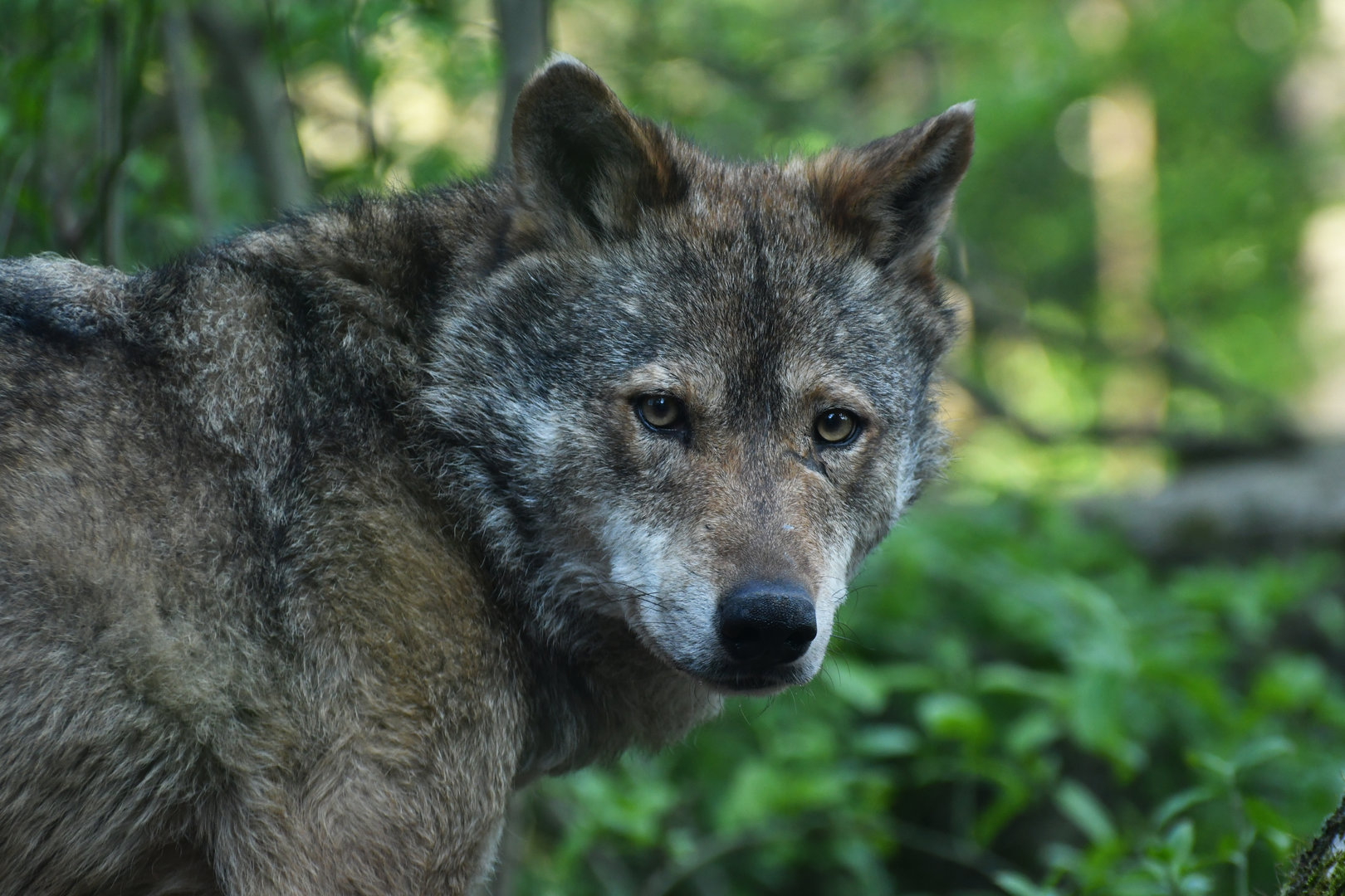 Iberian wolf (Canis lupus signatus)