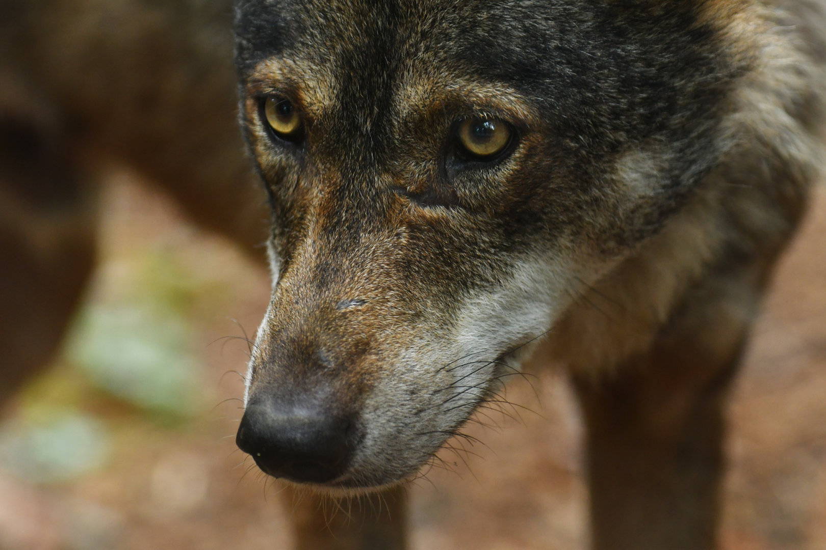 Iberian wolf (Canis lupus signatus)
