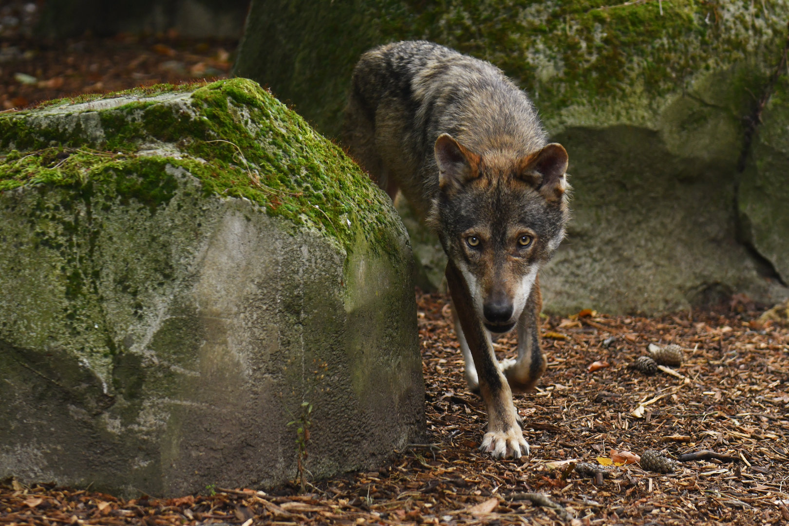 Iberian wolf (Canis lupus signatus)