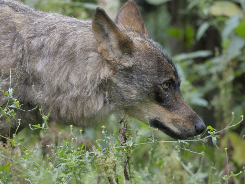 Iberian wolf close-up