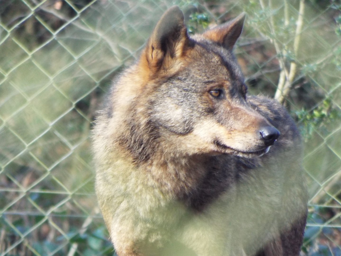 Iberian Wolf - Dartmoor Zoo