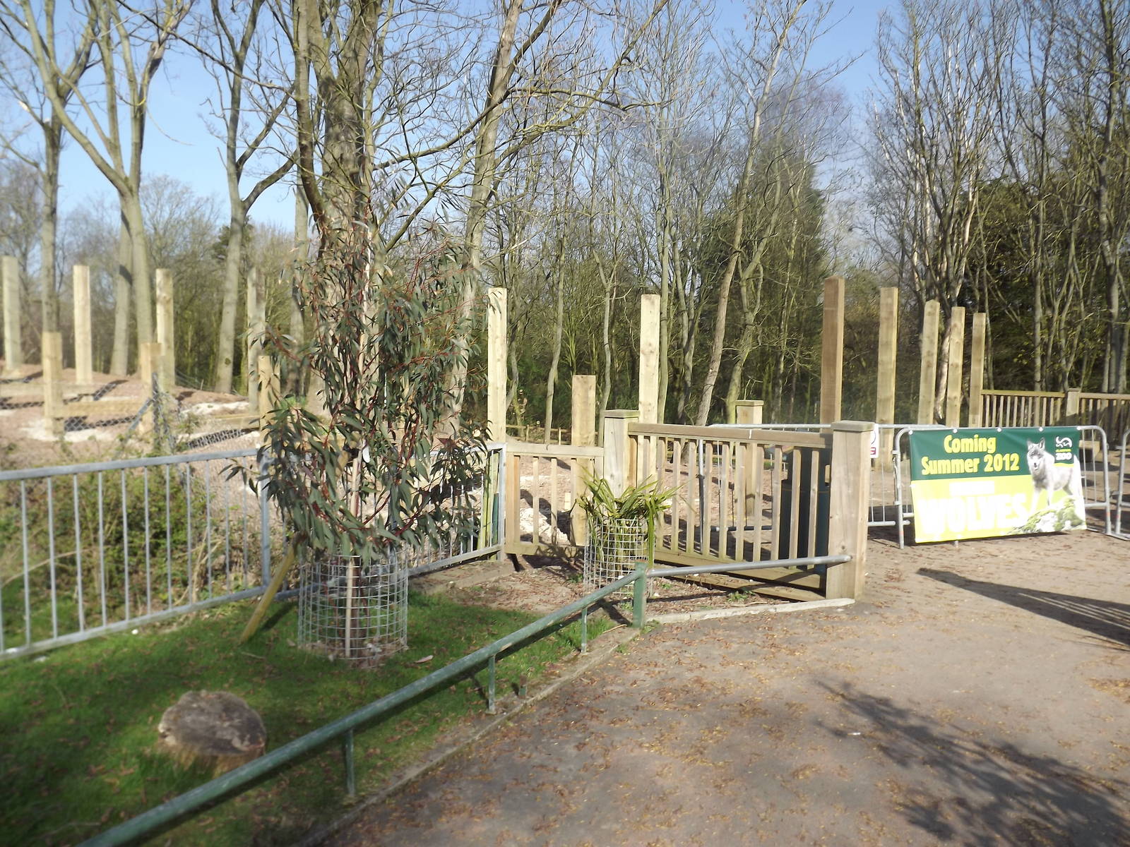 Iberian Wolf development at Blackpool Zoo 01/04/12