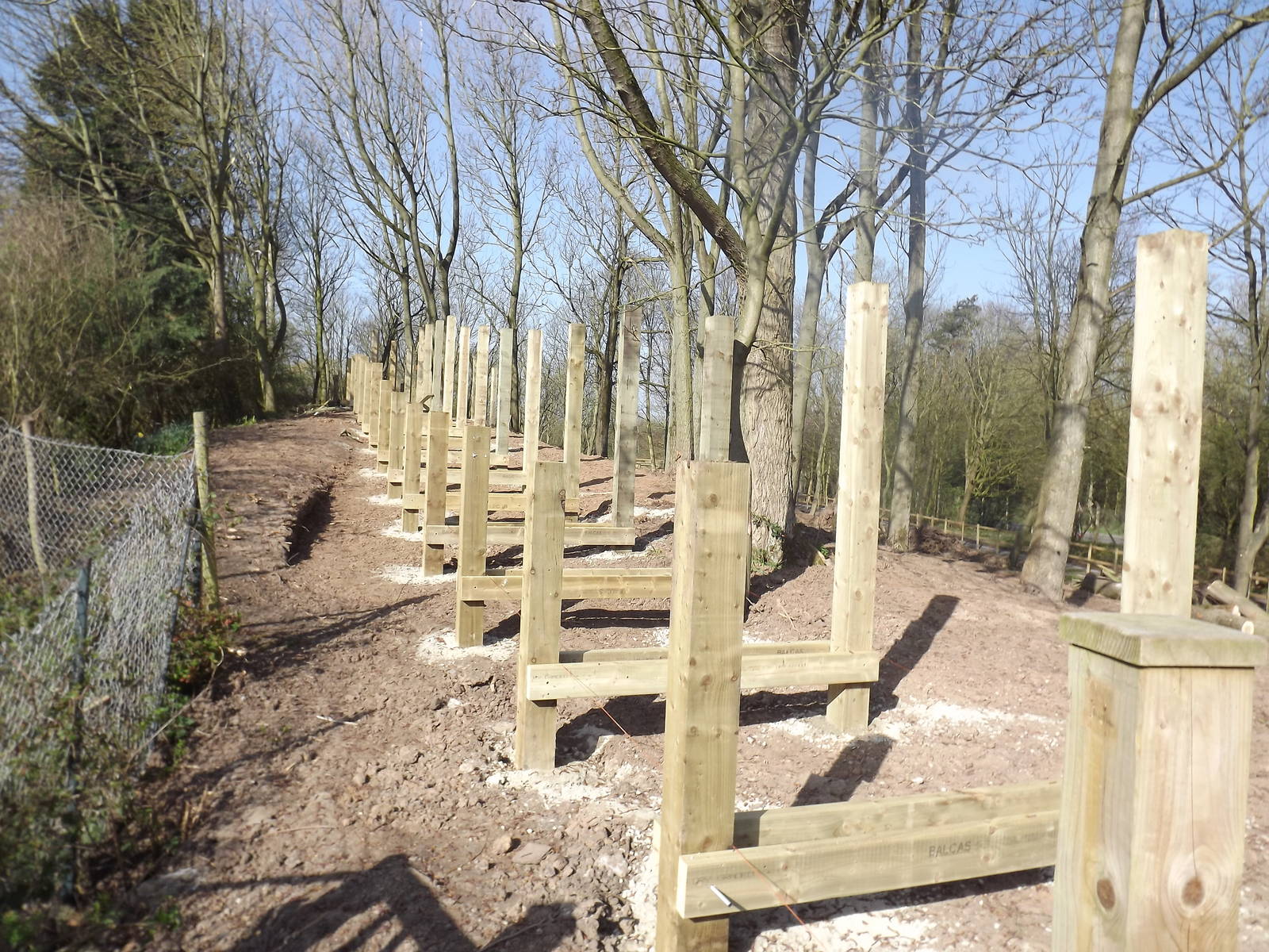 Iberian Wolf development at Blackpool Zoo 01/04/12
