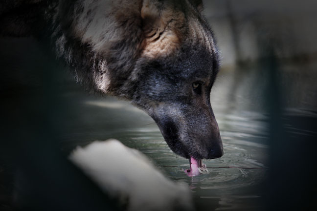iberian wolf drinking