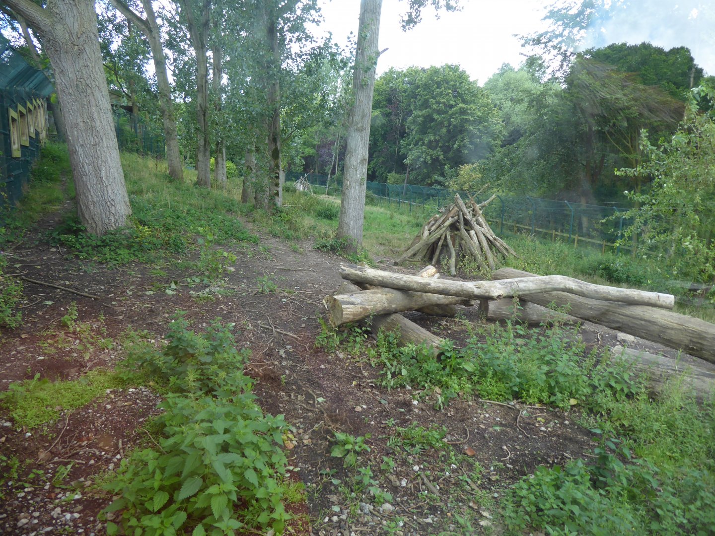 Iberian wolf enclosure 040817
