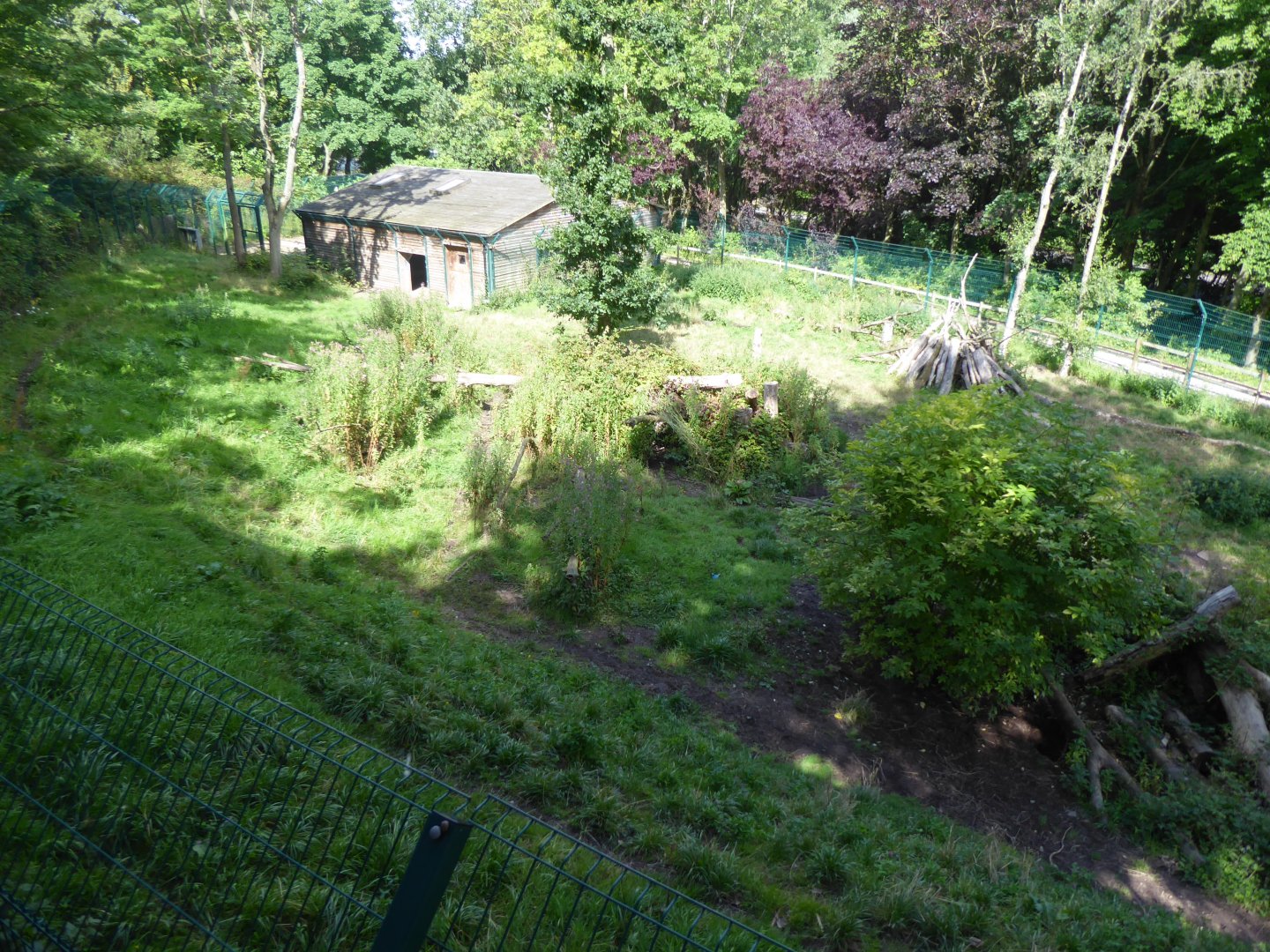 Iberian wolf enclosure 040817