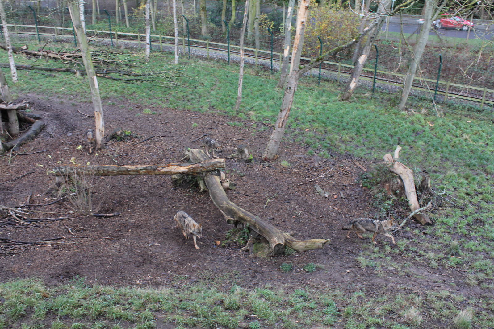 Iberian Wolf enclosure 13-12-14