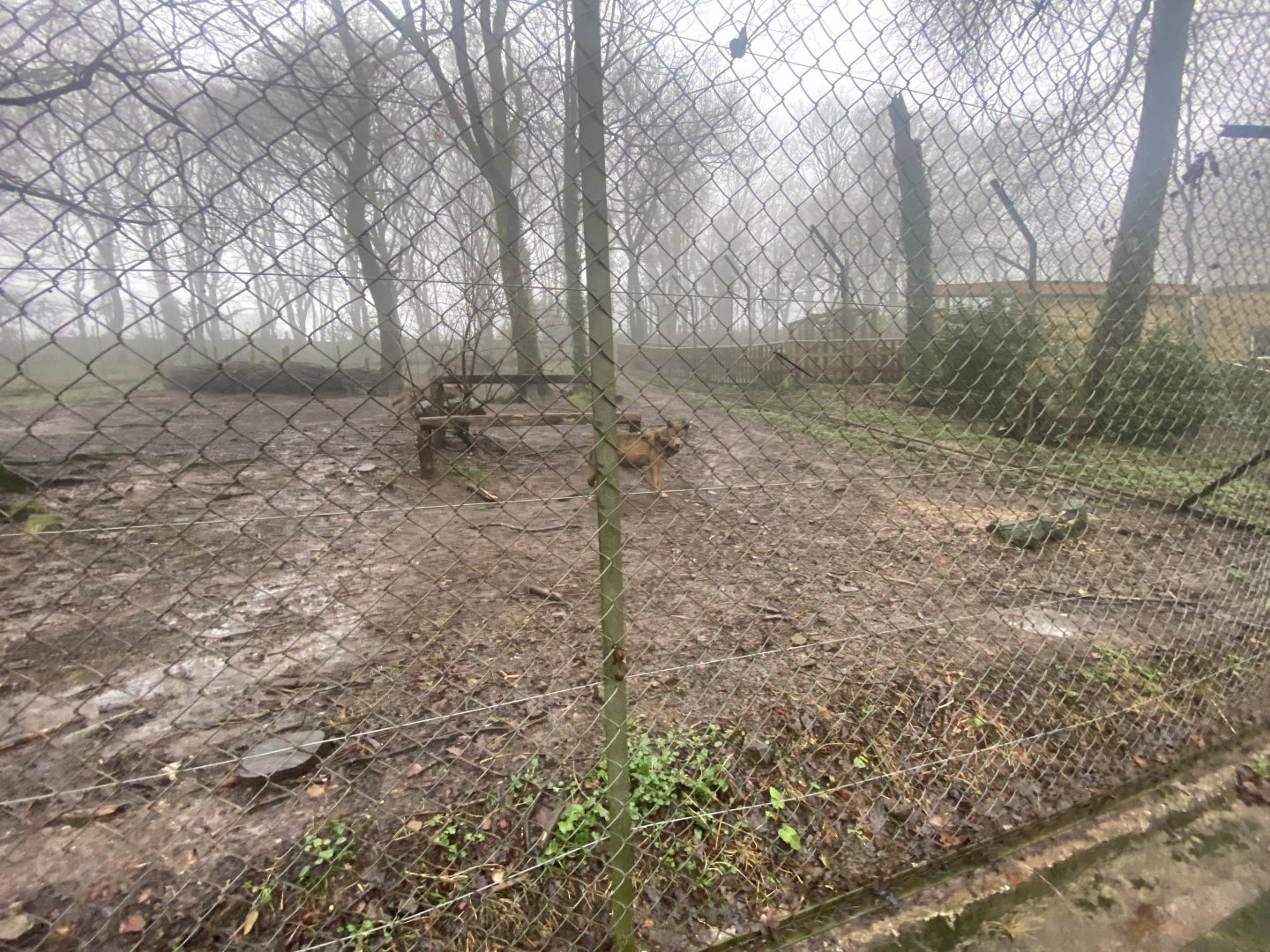 Iberian wolf enclosure 140224