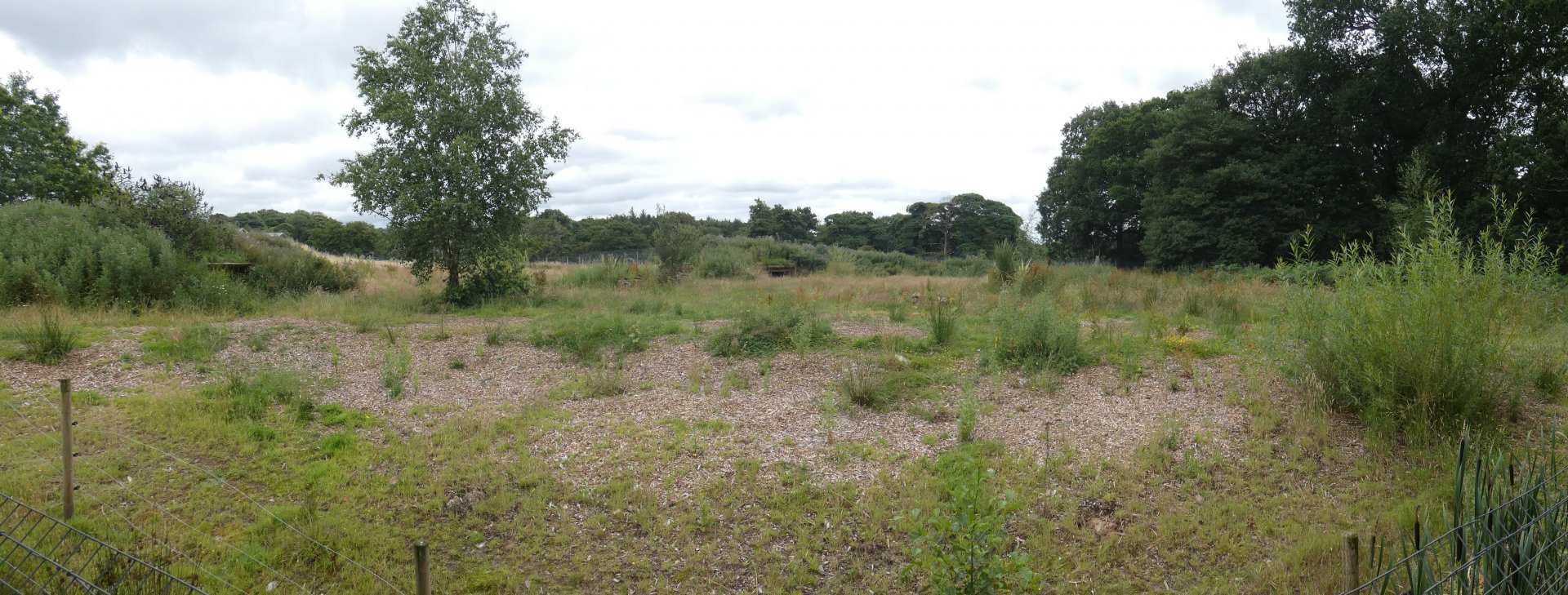 Iberian Wolf enclosure panorama
