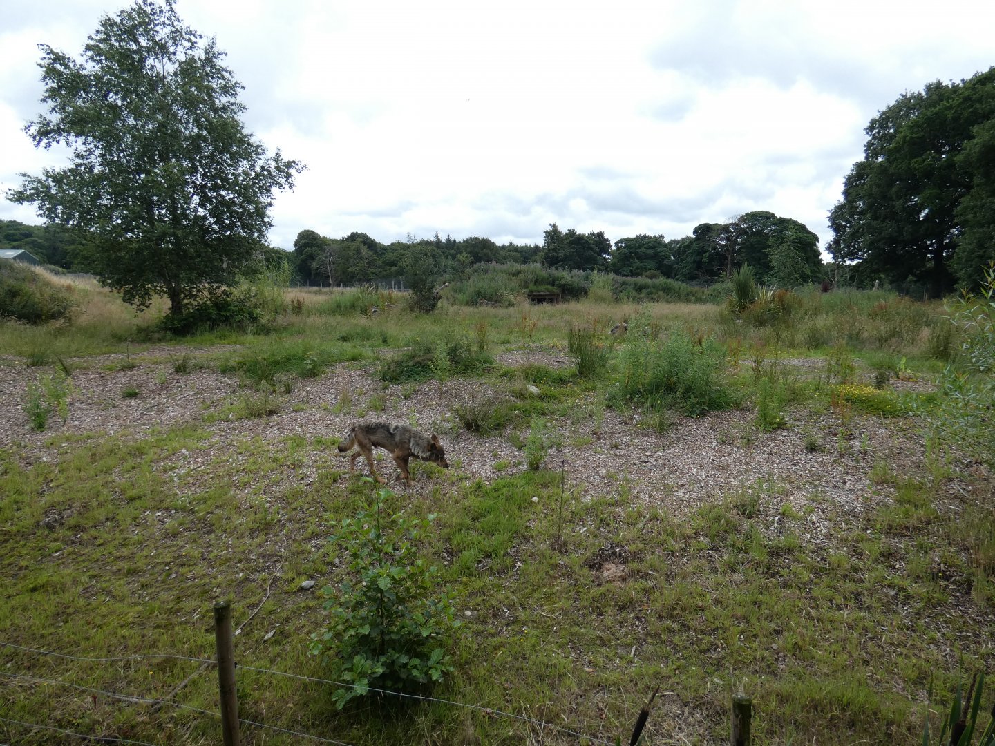 Iberian Wolf enclosure