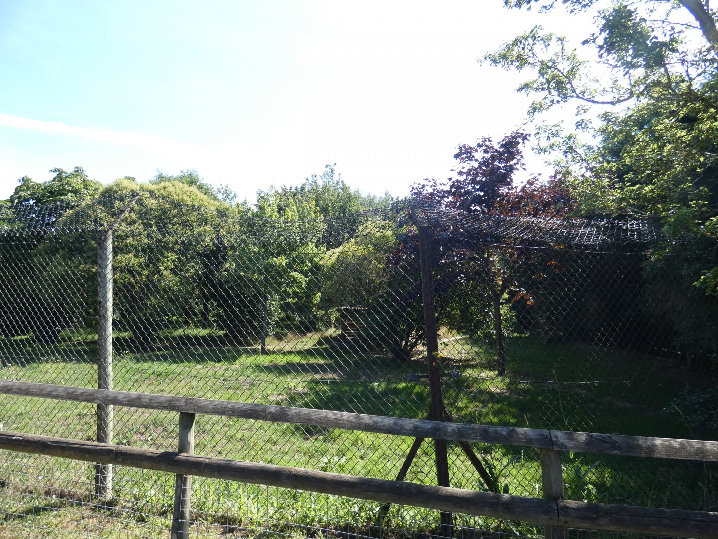 Iberian Wolf enclosure