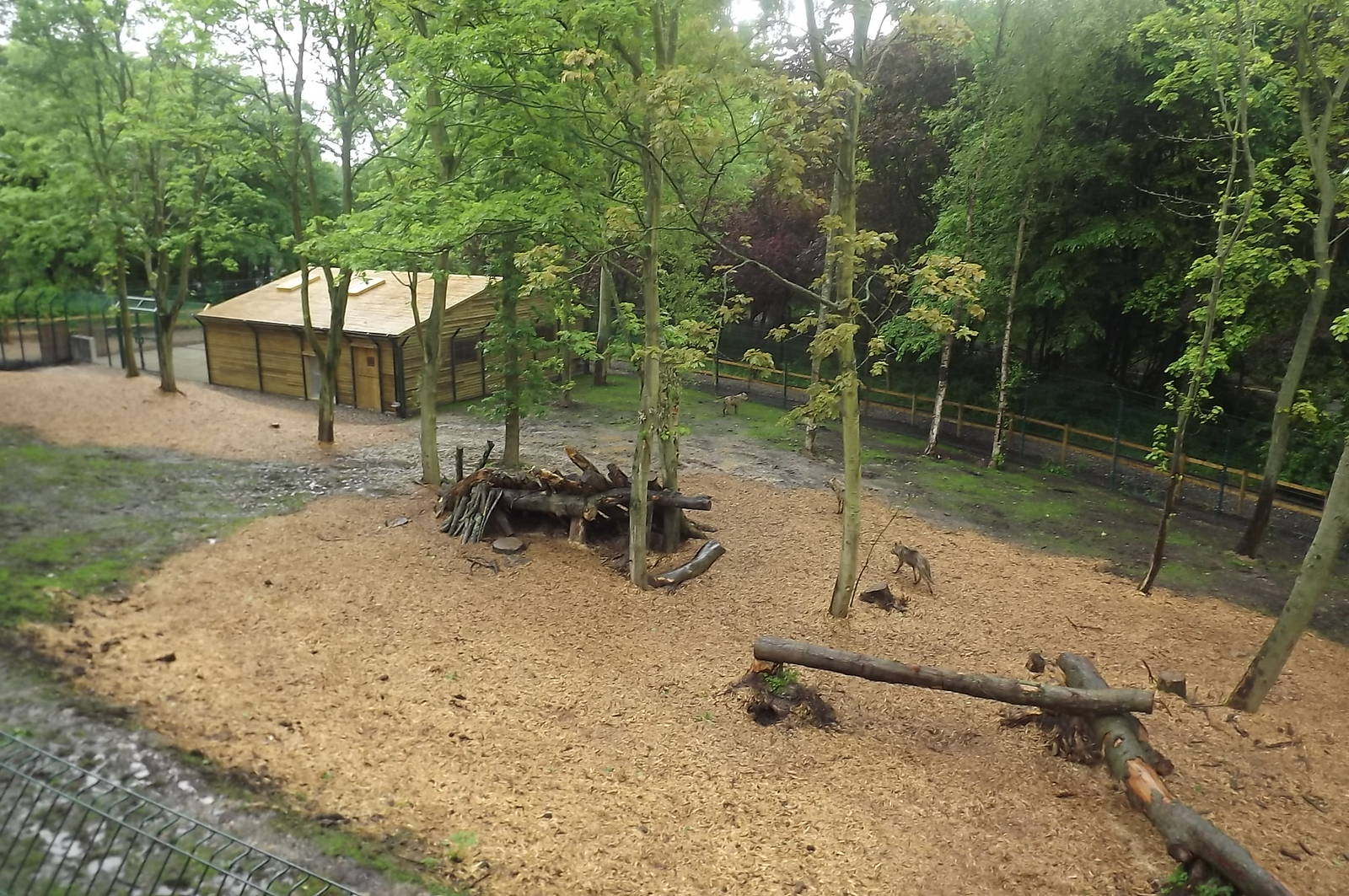 Iberian Wolf exhibit at Blackpool Zoo 16/06/12