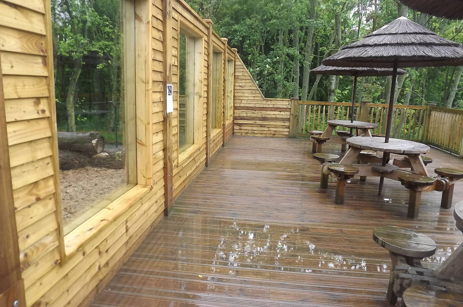 Iberian Wolf exhibit at Blackpool Zoo 16/06/12